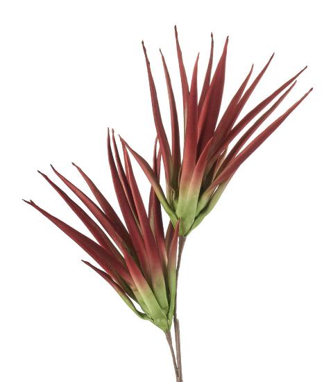 L'Oca Nera - Aloe selvatico marsala