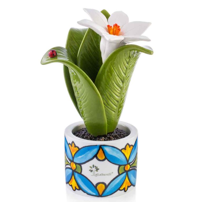 Gli Alberelli-PIANTINA NATURA POSITANO 6x14 cm in più varianti