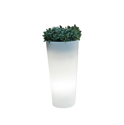 NEW GARDEN- Ficus 60/80 vaso