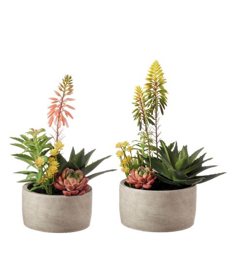 L'Oca Nera - Set 2 Vasi grigi con composizione piante grasse