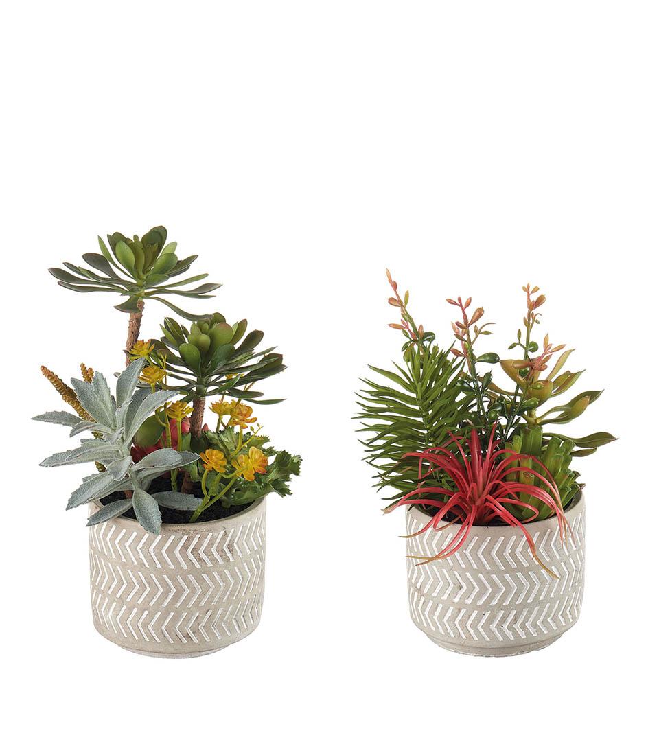 L'Oca Nera - Set 2 Vasi tortora con composizione piante grasse