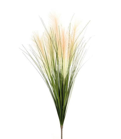 L'Oca Nera - Erba della pampas